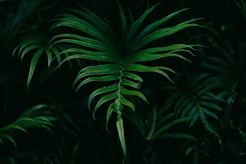 Fern Garden